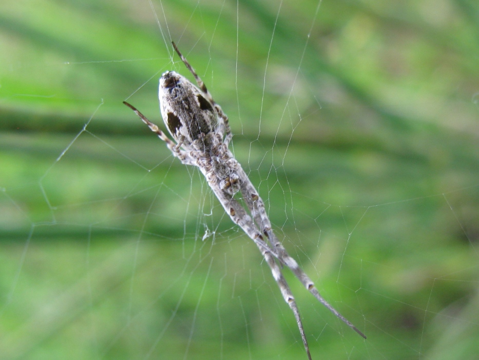 Uloborus walckenaerius